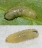 Pegomya sp.